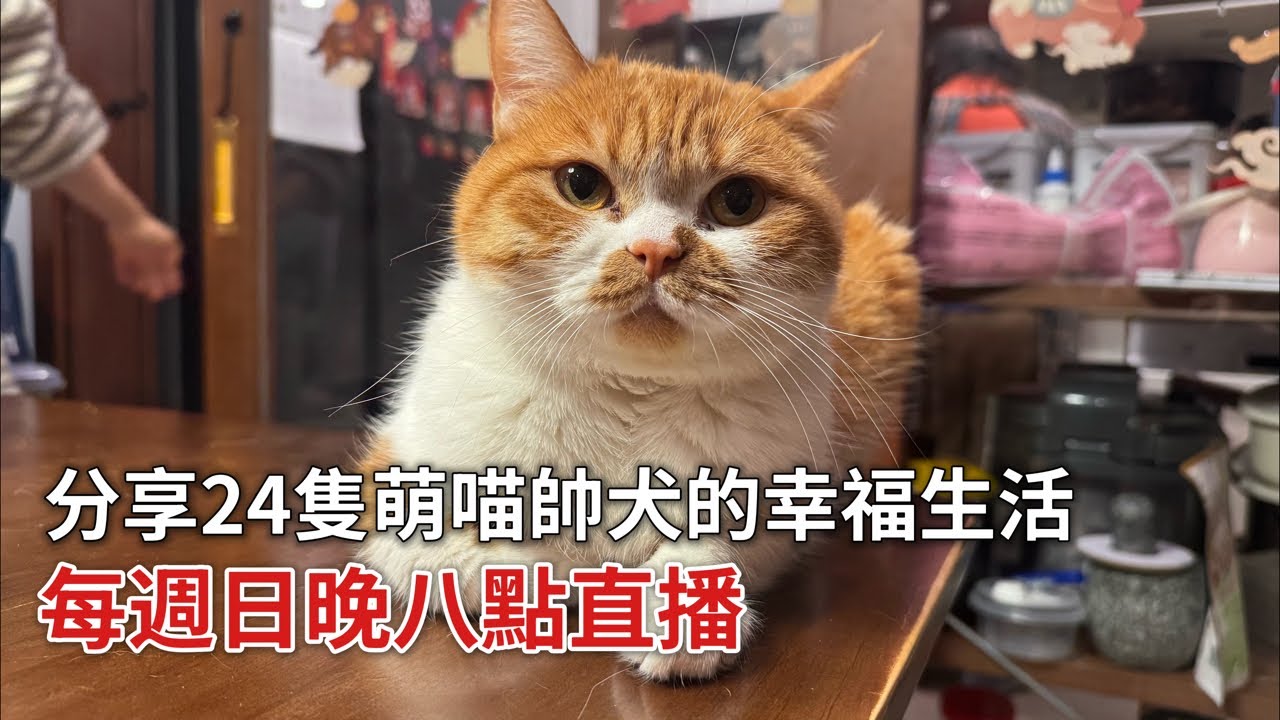 【直播】小貓小狗集合，賣萌啦賣萌啦｜李喜猫