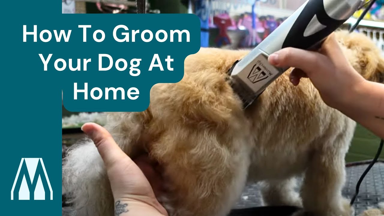How to Groom Your Dog at Home (Poodle Cross) | DIY Guide From Professional Groomer! With Masterclip
