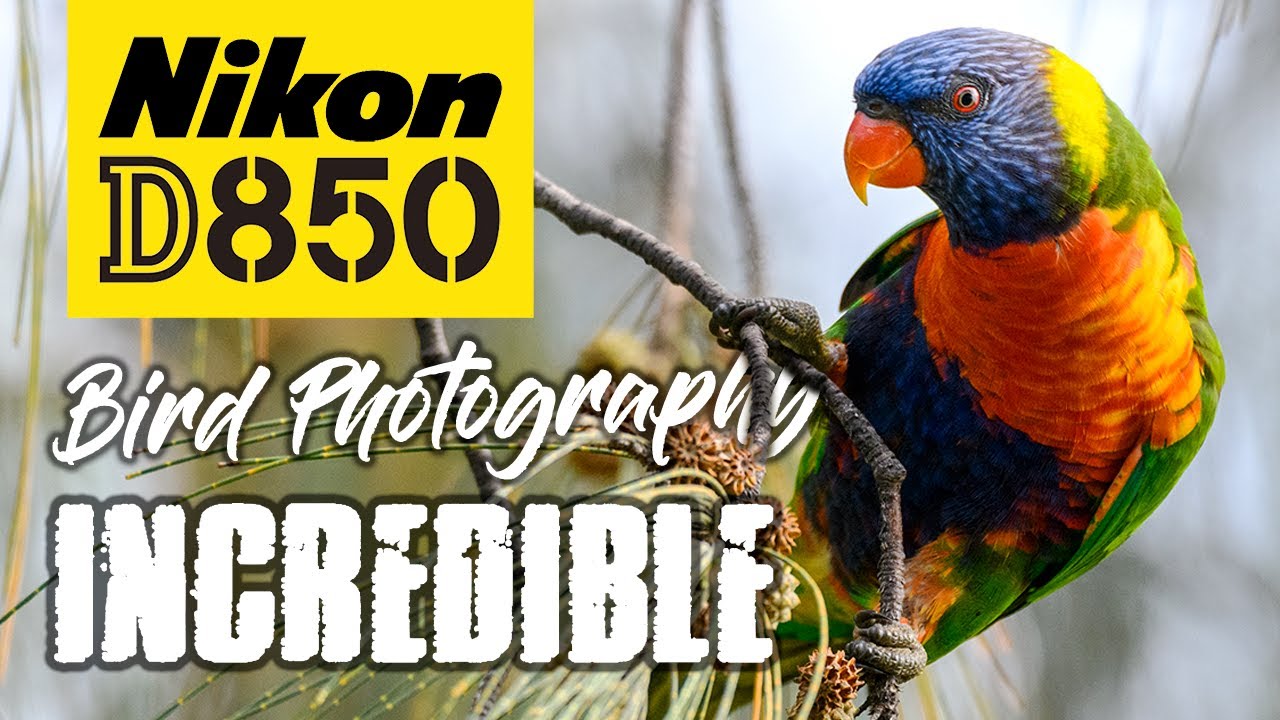 Nikon D850 Bird Photography | Beauty and the 45MP Beast!
