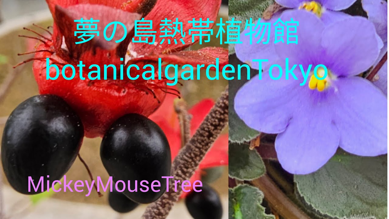 夢の島熱帯植物館を散歩します