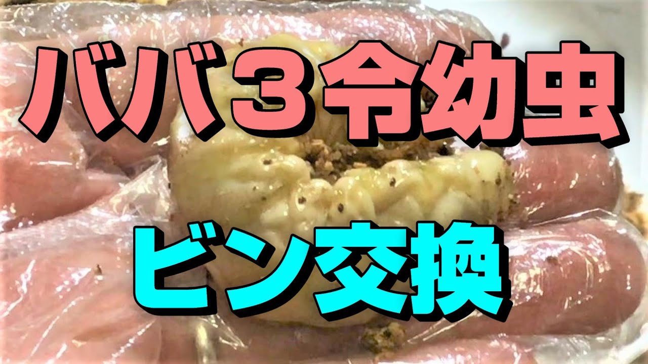 ババオウゴンオニクワガタ・菌糸ビン交換。期待の3令幼虫現れました。4本目の交換になります。大型の個体を作出する為の考察を動画の中でご紹介！！オウゴンオニクワガタ・チャンネル・