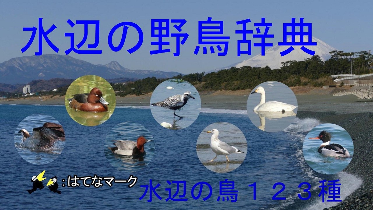 水辺の野鳥辞典