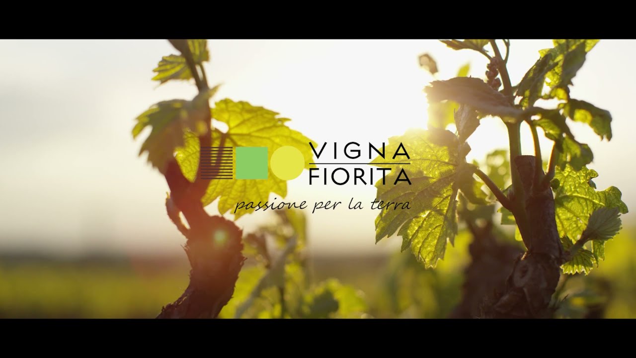 Vigna Fiorita - Impianto e gestione vigneto