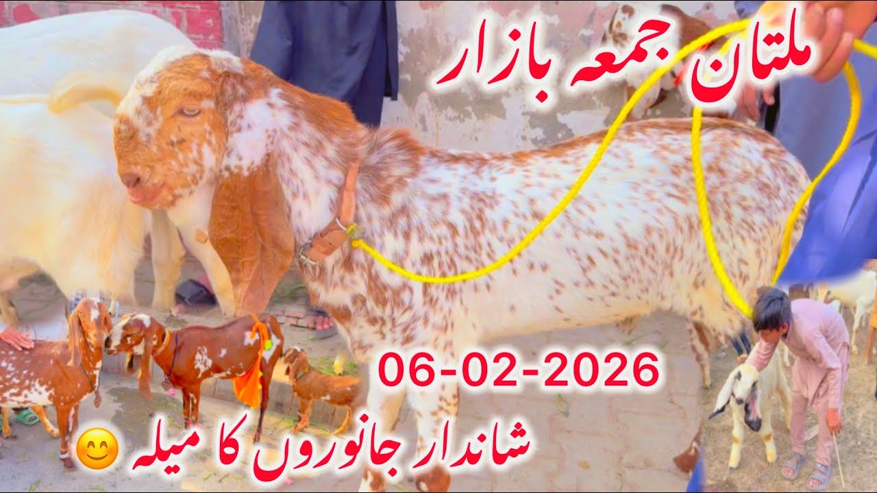 Multan Goat Market Update | Juma Bazar Mandi Tour | Barkat Farm