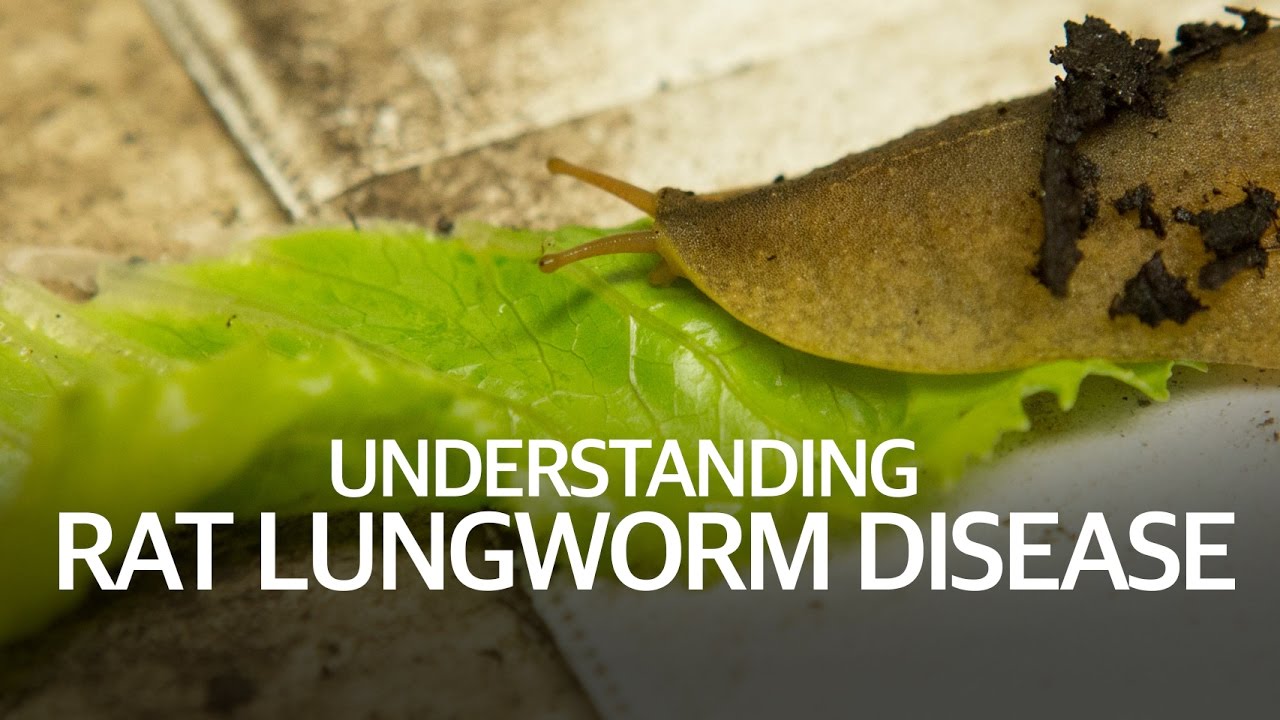 Understanding Rat Lungworm Disease