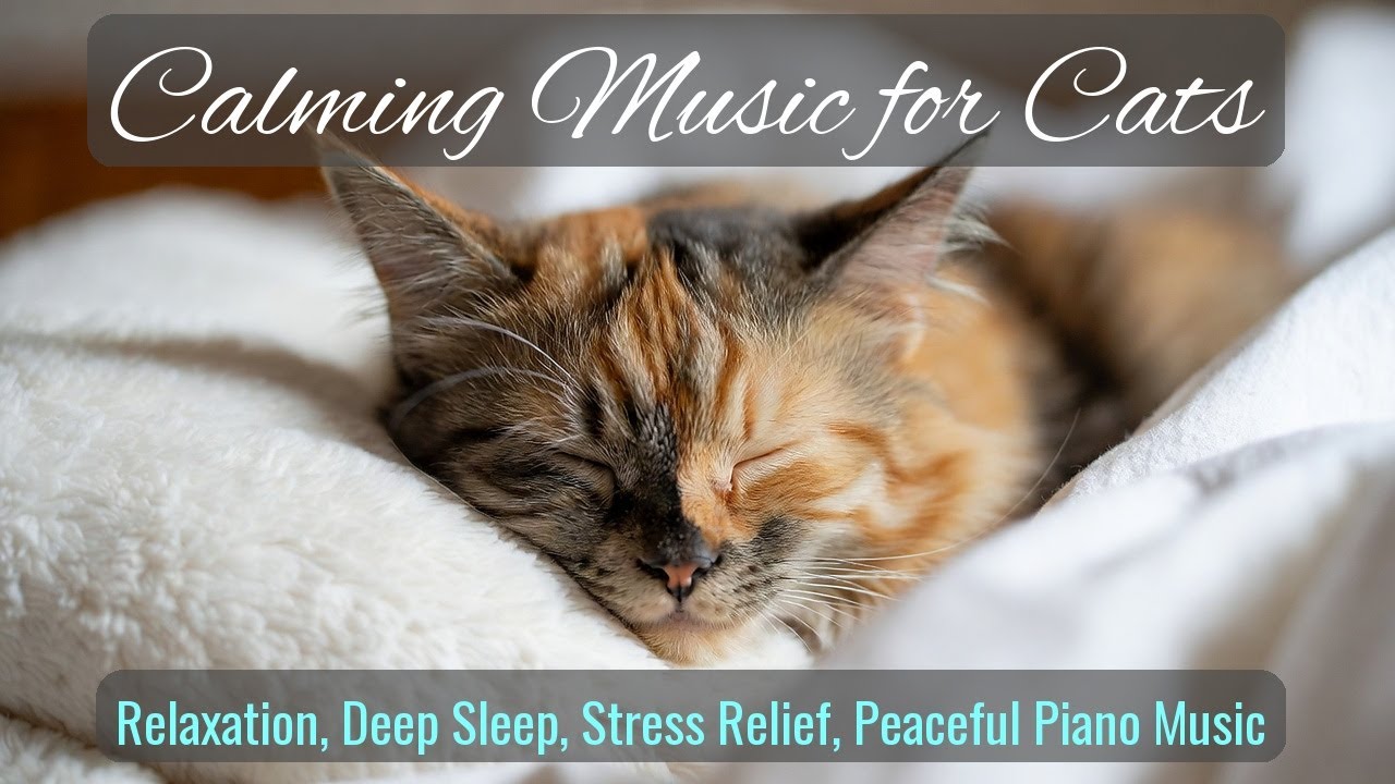 LIVE Peaceful Cat Nap Stream for Sleep Aid 😌 | Season 86