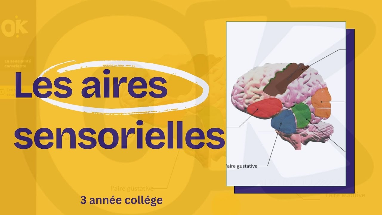 3AC | Les aires sensorielle  الباحات الحسية