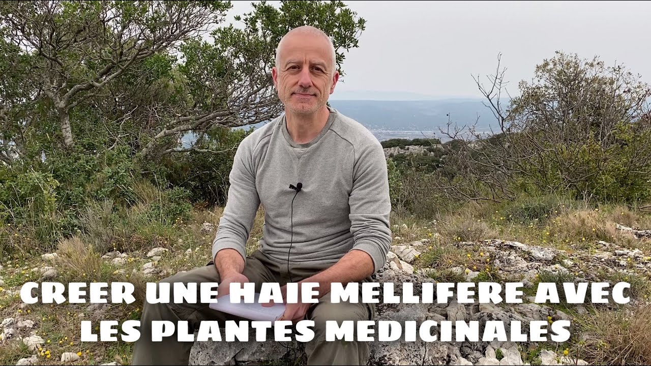 Créer une haie mellifère avec des plantes médicinales