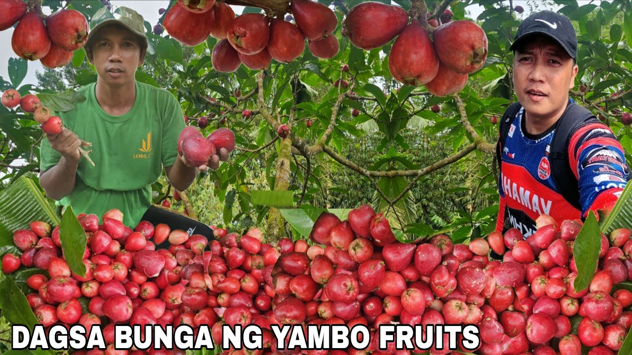 Hitik na hitik sa bunga Yambo fruits Harvest time na mukbang sawsaw sa sili na may asin