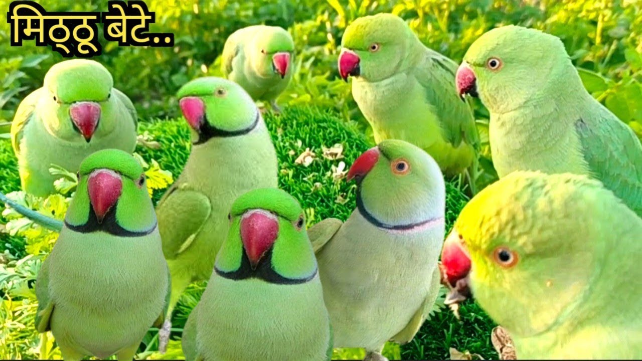 Parrot talking video| Parrot sound video| Green Parrot Talking| USA Parrot Videos| USA Parrot sound 