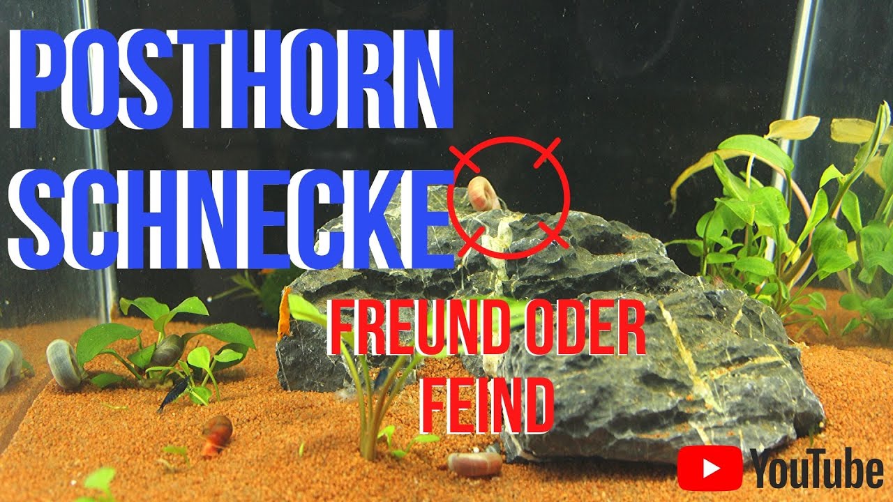 Posthornschnecken - Feind oder Freund - Was bringen mir Posthornschnecken? 🐌