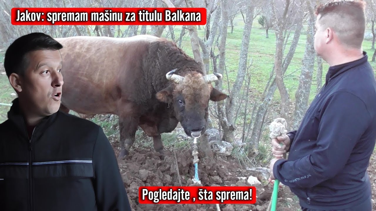 Jakov sprema mašinu za titulu Balkana, pogledajte bikove bodače braće Kokan