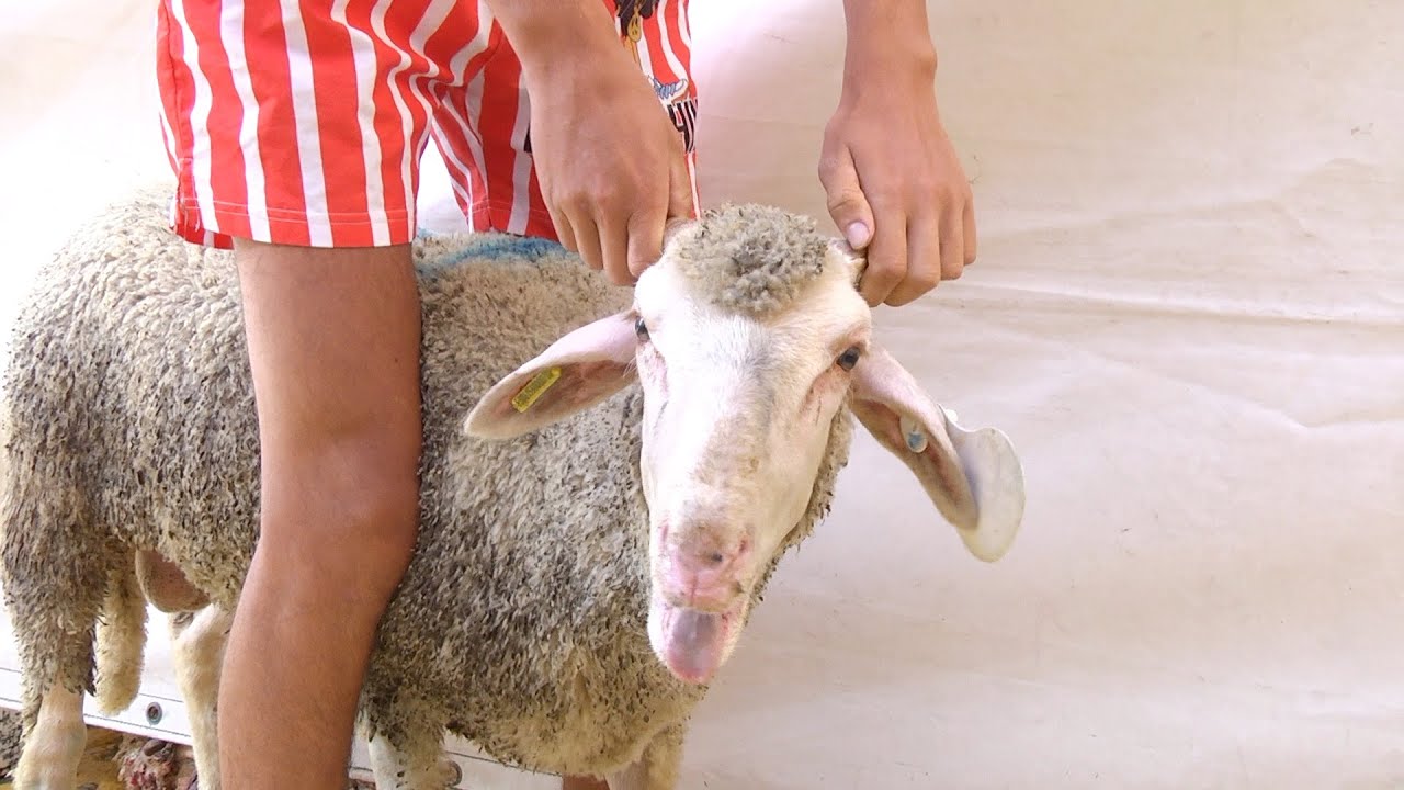 Así celebran los ceutíes musulmanes la Pascua del Sacrificio