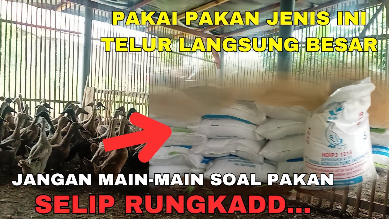 💥Pakan Bagus Untuk Peternak Bebek Petelur‼️