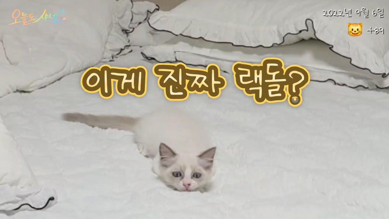 순둥이 랙돌 고양이, 깃털 낚싯대만 보면 돌변합니다😼