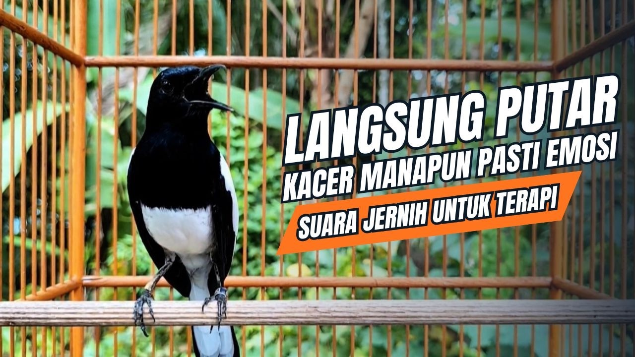 suara BURUNG kacer GACOR ngeplong KONSLET Tarung ini Paling Ampuh buat PANCINGAN KACER agar EMOSI