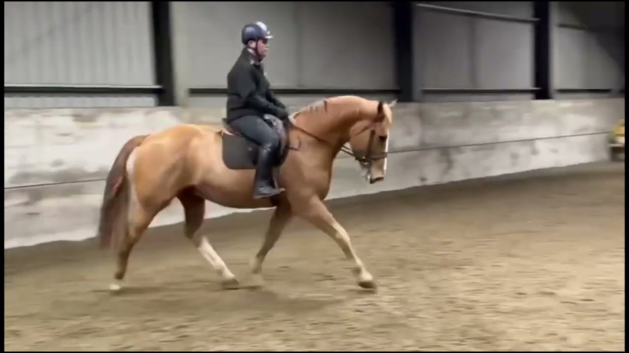 IMPRESSIVE IRISH DRAUGHT GELDING