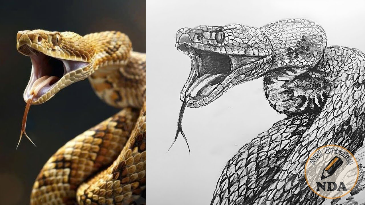 How To Draw A Realistic Snake With Pencil | Animal Drawing Tutorial | Art Drawing NDA