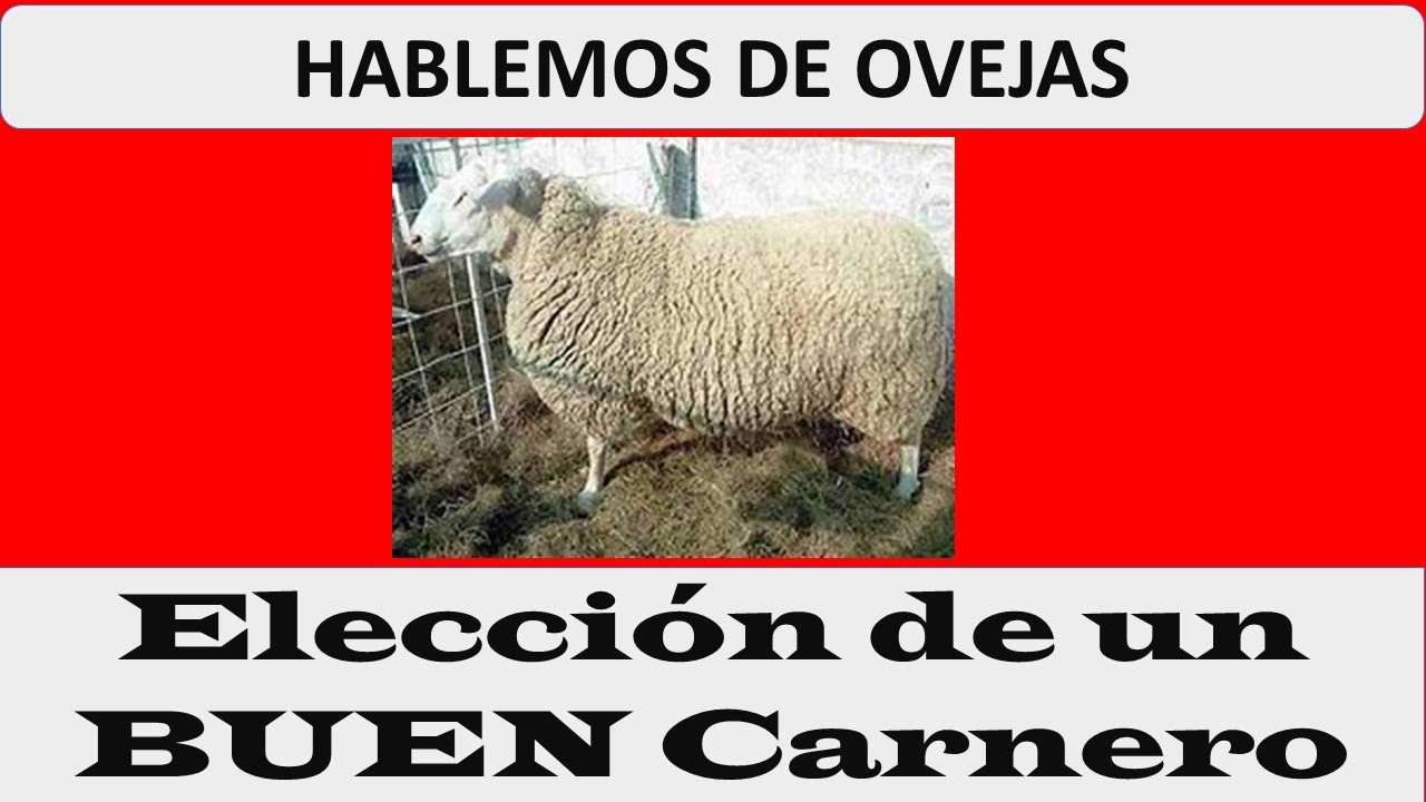 La parábola del buen carnero
