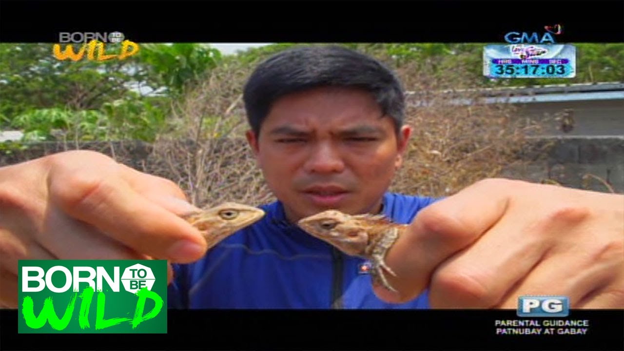 Born to be Wild: Oriental Garden Lizard sightings in Laguna