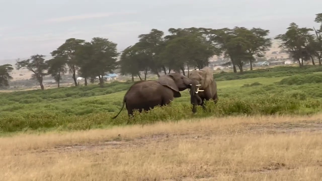 Rare footage of elephant wrestling @ Amboseli Kenya