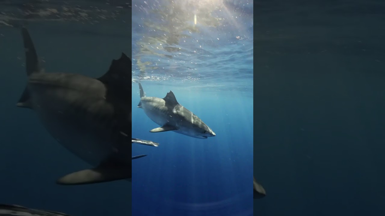 Eight Tiger Sharks Around Us!👀 #shark #sharks #tigershark #sharkdiving