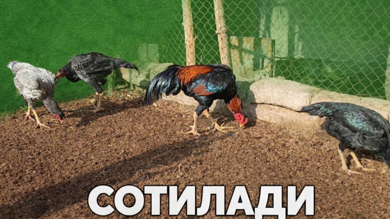 Зудлик БИЛАН СОТИЛАДИ☎️+998873552691