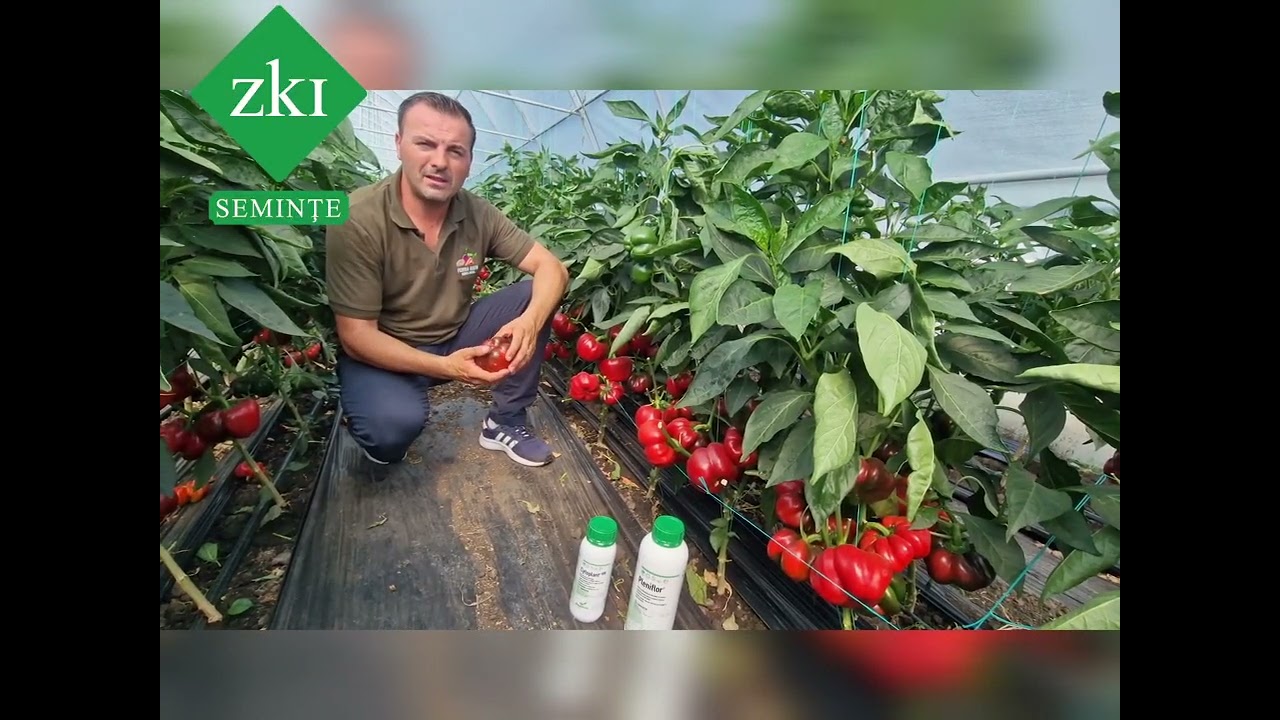 Prezentarea ardeilor gogosar de la compania ZKI+tehnologia DAYMSA!!!