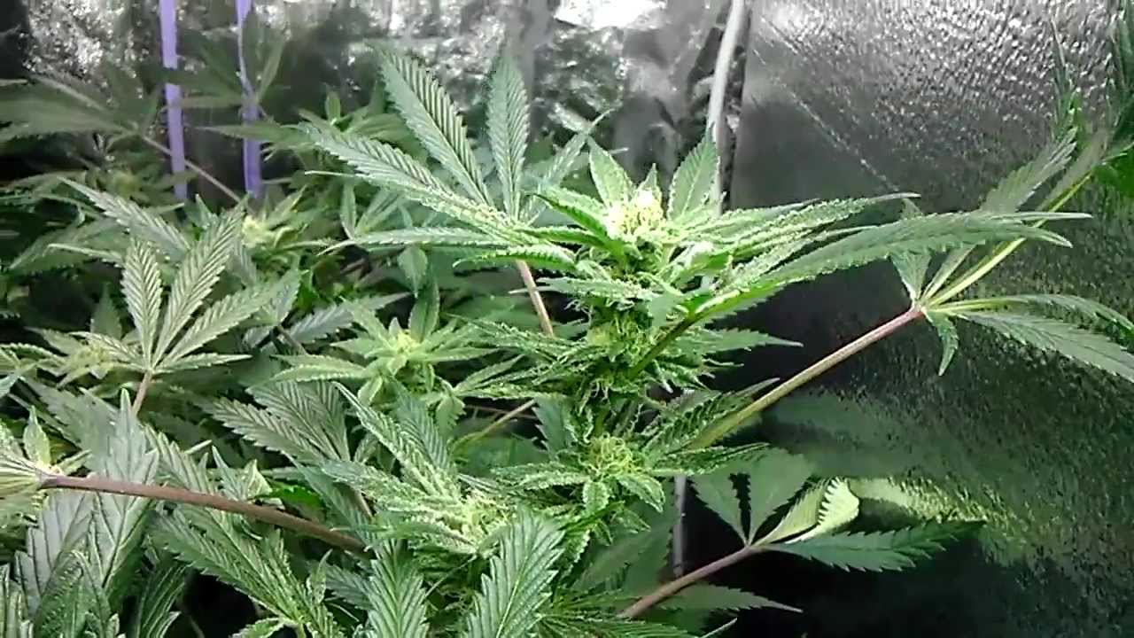 Spliff's Garden ~ Pro-420-Par/420-pfr-Pontoon Bloom Boom Room ~ 3-16-13