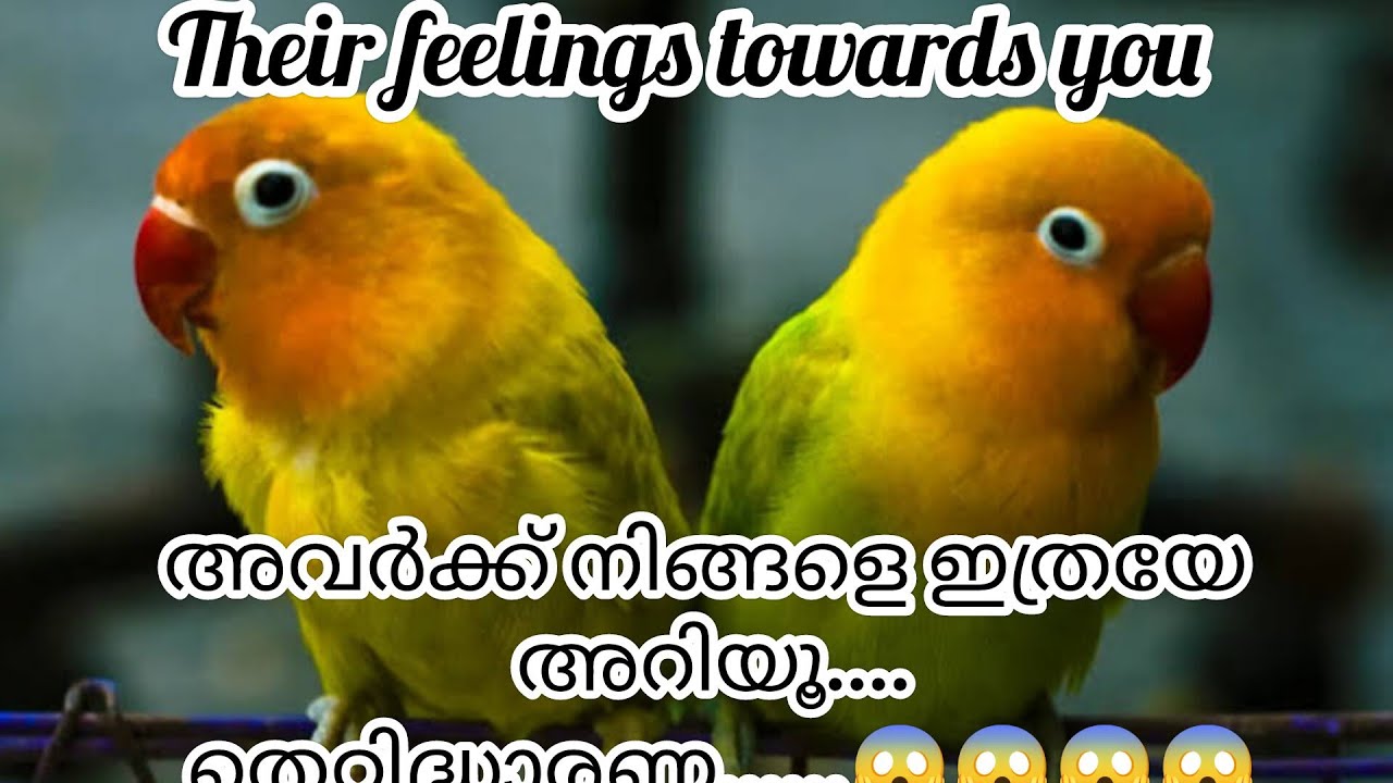 അവർക്ക് നിങ്ങളെ ഇത്രയേ അറിയൂ.... തെറ്റിദ്ധാരണ...... 😮‍💨😮‍💨😤😤😱😱😱 their feelings towards you 😍❣️