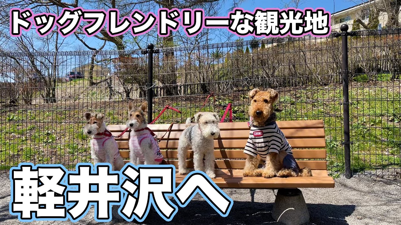 テリアのお友達に会いに軽井沢へ！湯川ふるさと公園〜ハルニレテラス【1人と2匹旅：11日目前編】