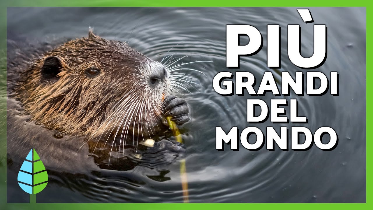 Ecco i 10 RODITORI PIÙ GRANDI del MONDO 🦫🐭