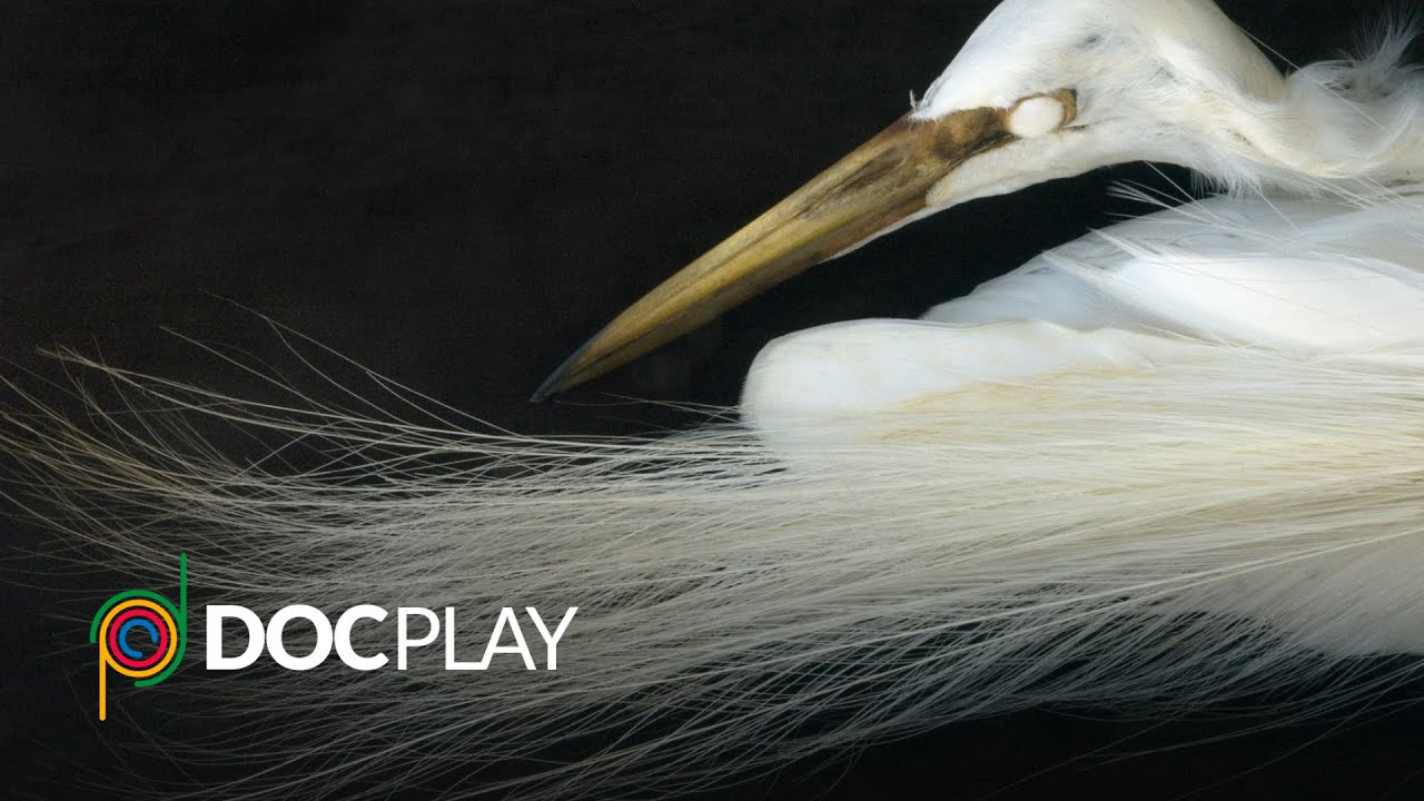 An Art That Nature Makes | Official Trailer | DocPlay