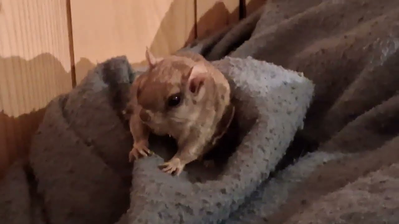 Frankie the flying squirrel having a nap on my feet 5