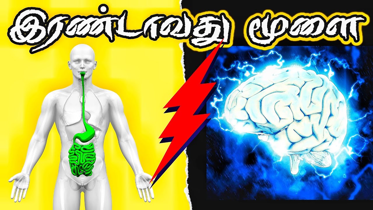 வயிற்றில் இரண்டாவது மூளை இருக்கு தெரியுமா ? GUT our Second Brain in Tamil | Epic Life Tamil