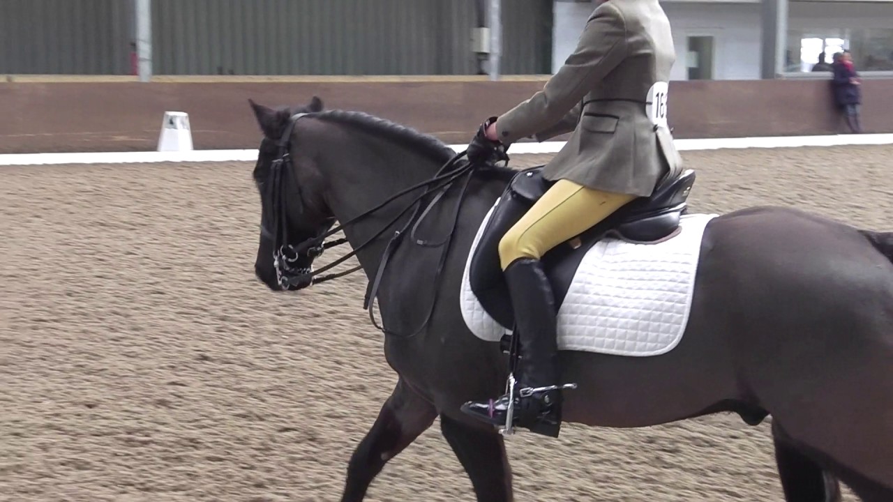 Xanthe Dressage Elementary 42