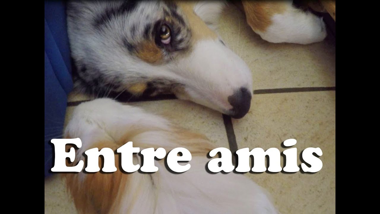 Newton et Iphone - le chien et le cochon d'inde