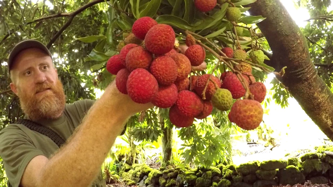 Homestead Harvest: Lychee
