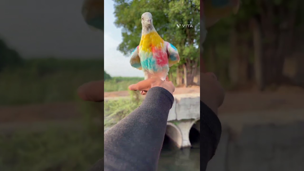 Insane Lucky Pigeon 😍💯#india #pigeon #shorts #youtube