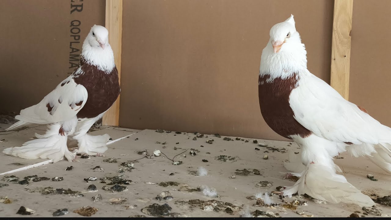 Qizil to'sh  oq, qizil hakka ni zo'rlari Xojiakbar akani kabutarlari