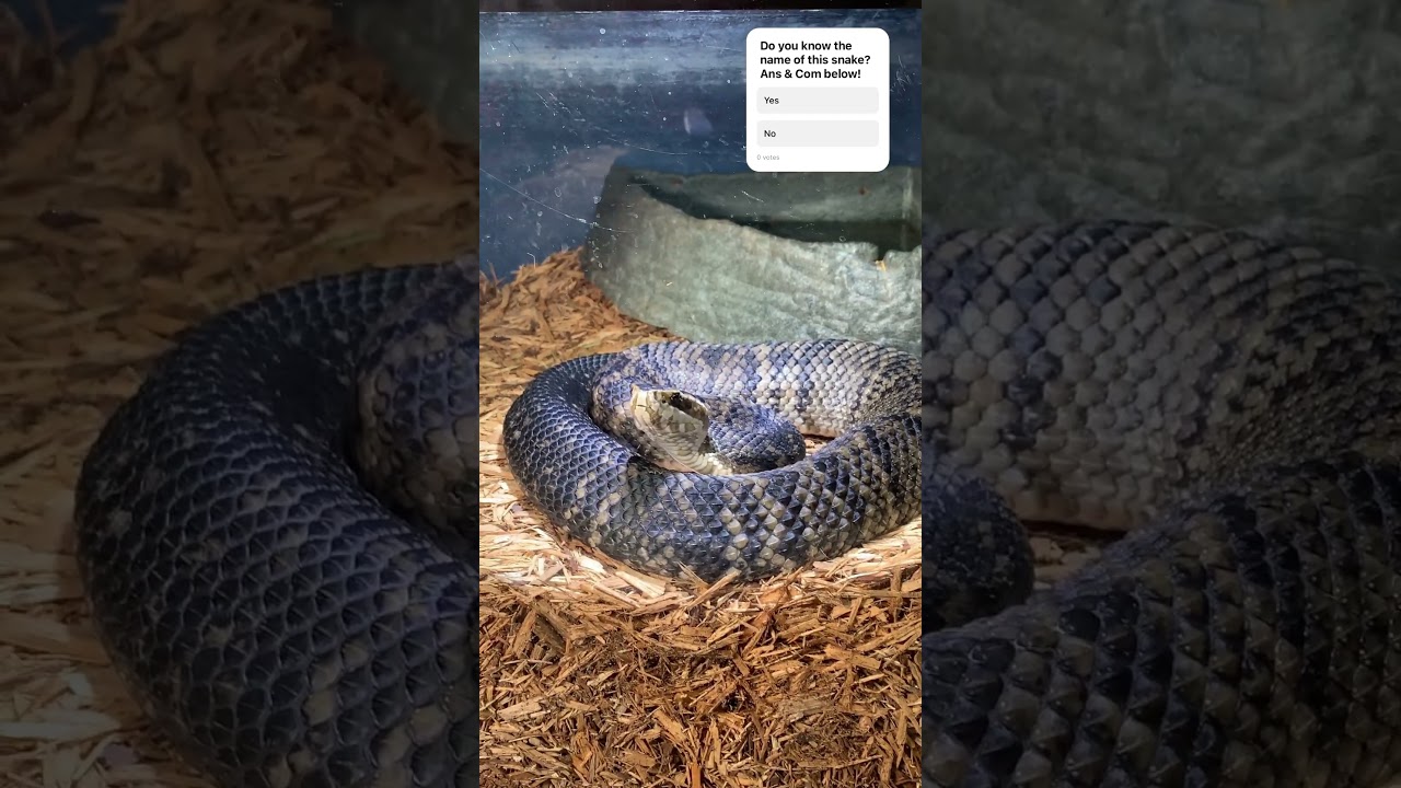 The Swamp Monster Water Moccasin #venomouscreatures