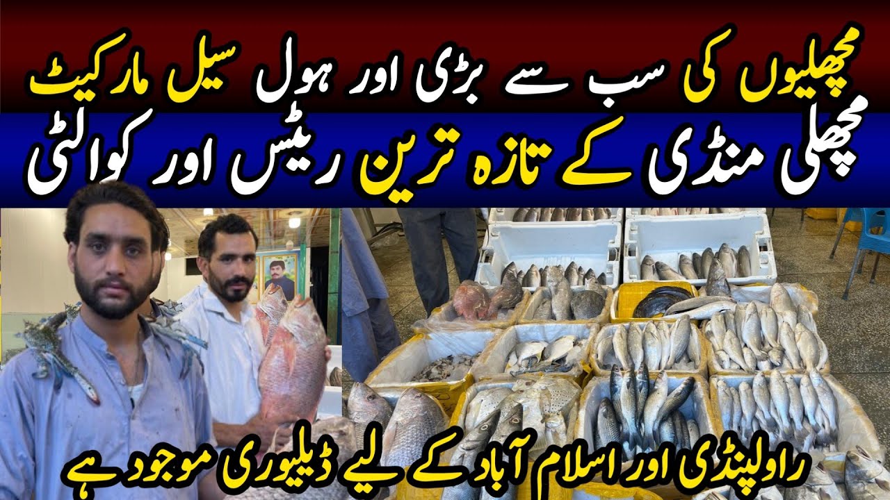 Biggest Fish Mandi In Rawalpindi | Latest Update Of Fish Mandi | Fish Wholesale Market in Pakistan