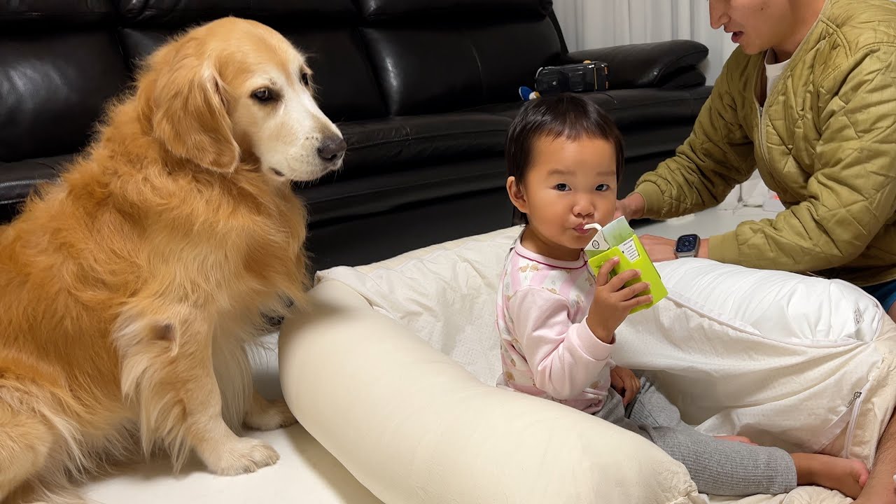꼬마 주인이 자기 침대를 뺏으려 하자 기분 잡친 리트리버가 보인 반응 ㅋㅋㅋ