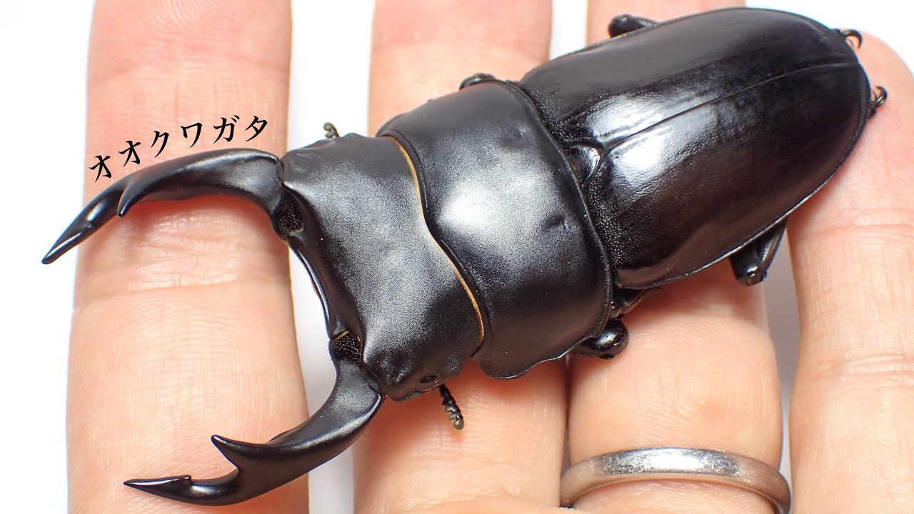 国産オオクワガタの成虫掘り出し結果 800ml羽化【クワガタ飼育】
