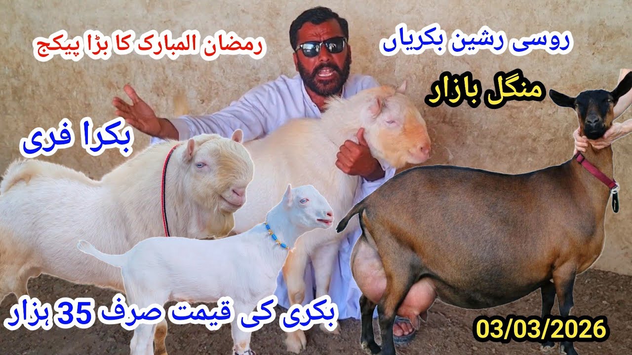 3 March 2026علی گوٹ فارم پیور روسی رشین بکریاں کہ میں صرف 35 ہزار بکرا فری 