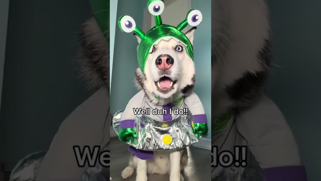 Huskies Having Husky Moments 🥹 P11