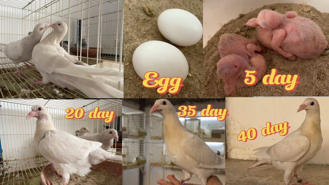 কবুতরের ডিম থেকে বাচ্চা হওয়ার পূর্ণাঙ্গ সফর | Egg to 40 Days Growth of Pigeon 