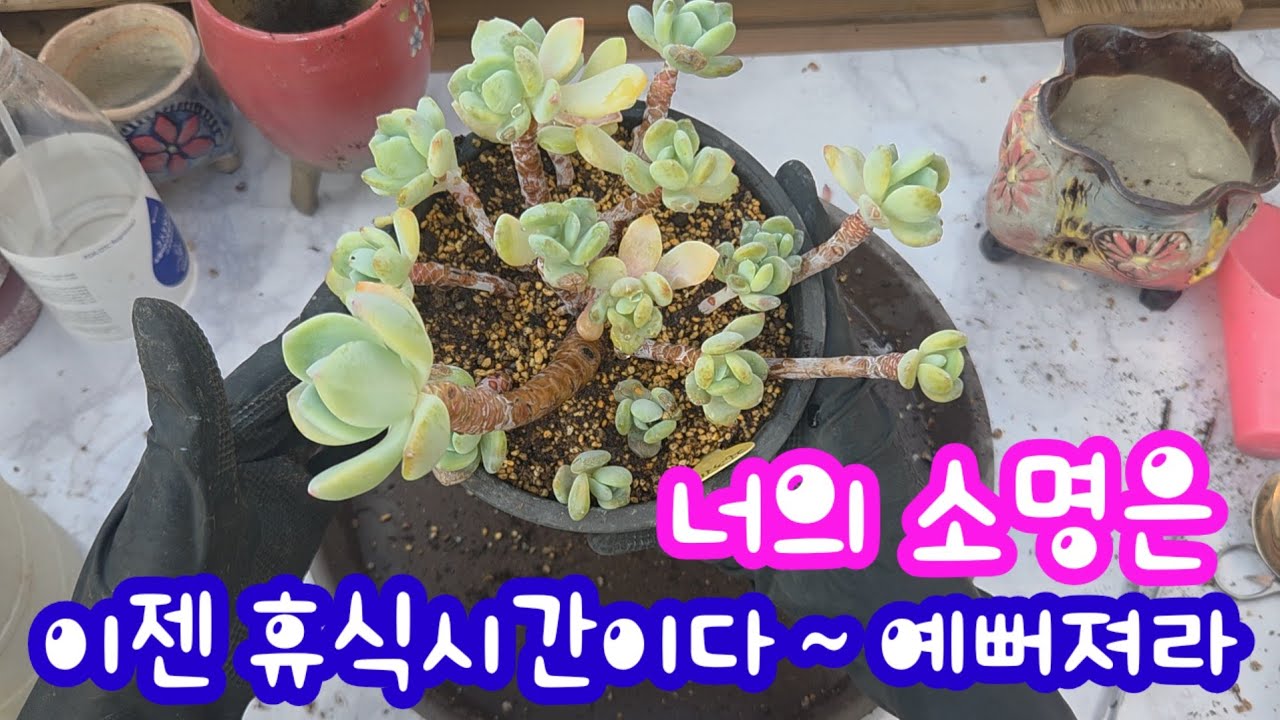 너무 앙상해진 화이트엔젤💕 이젠 휴식시간이다 ~ 예뻐져라! [플분으로 휴양가요~] #다육이 #다육식물 #succulent 