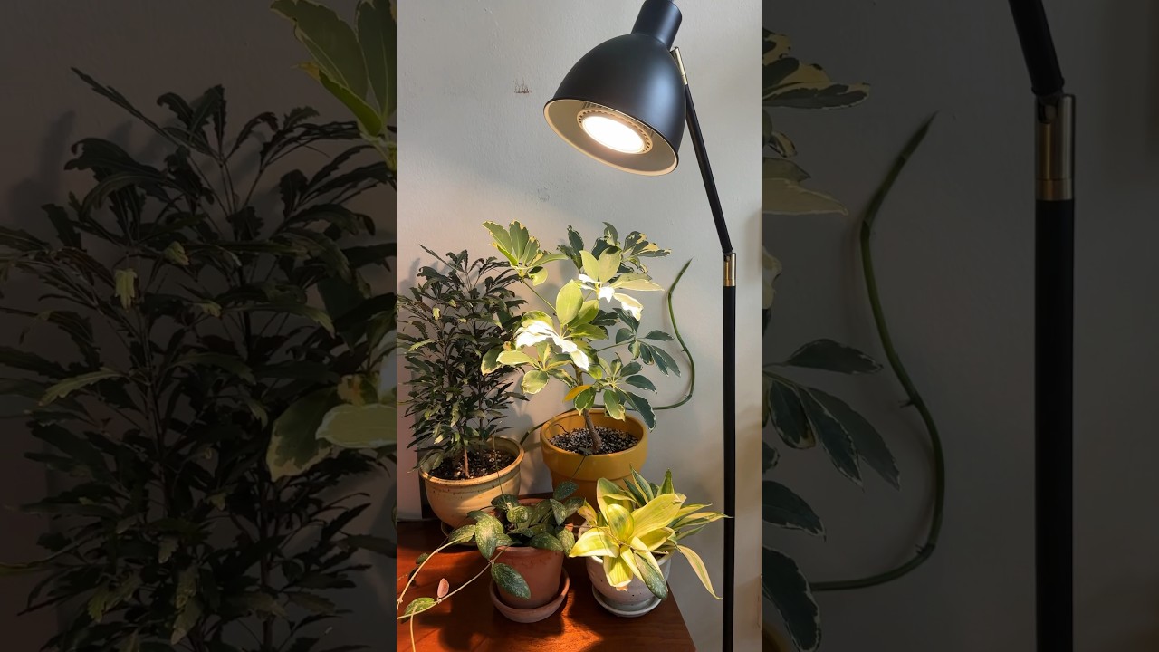 These grow lights fit seamlessly into any #homejungle! 🪴 #plants #houseplants #plantcare #shorts