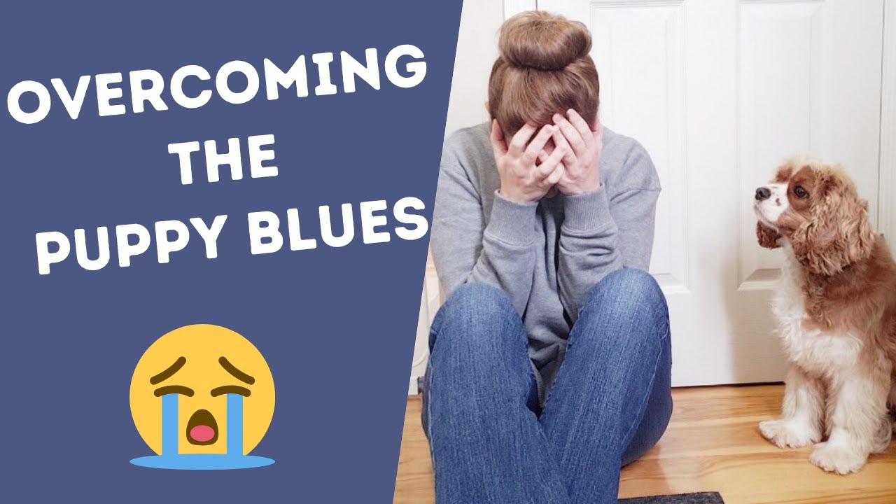 Puppy Blues 101